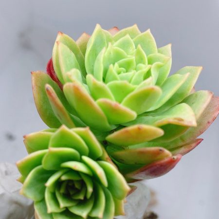Rare Succulent: Imported Sedeveria Green Rose clusters live plant houseplant