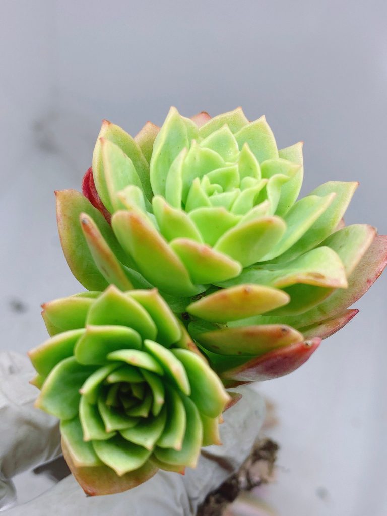 Rare Succulent: Imported Sedeveria Green Rose clusters live plant houseplant