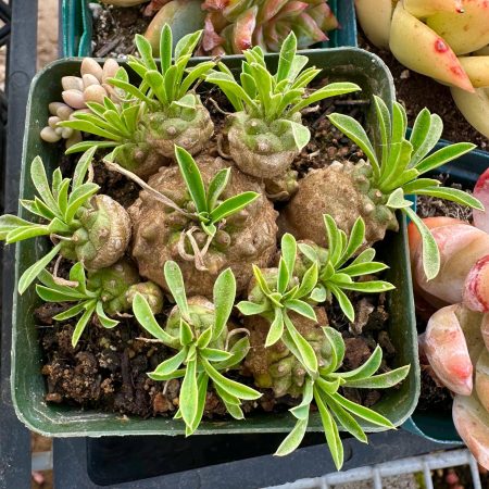 Rare Succulent: Euphorbia 'Cocklebur' / Euphorbia bupleurifolia x susannae - Live Succulent 4" cluster live plant houseplant