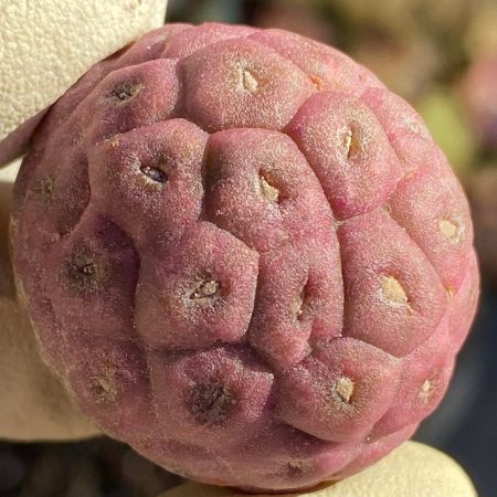 Rare Succulent: Imported Succulent Cactus Tephrocactus Geometricus live plant houseplant