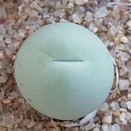 Rare Succulent: Conophytum Calculus apprx 0.5"-1" size imported live plant houseplant