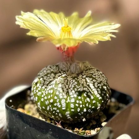 Rare Succulent: Imported Astrophytum Asterias Super Kabuto - Sand dollar cactus - live plant houseplant